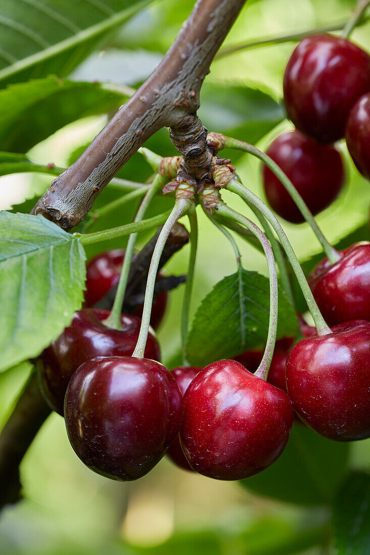 Süßkirschen am Zweig