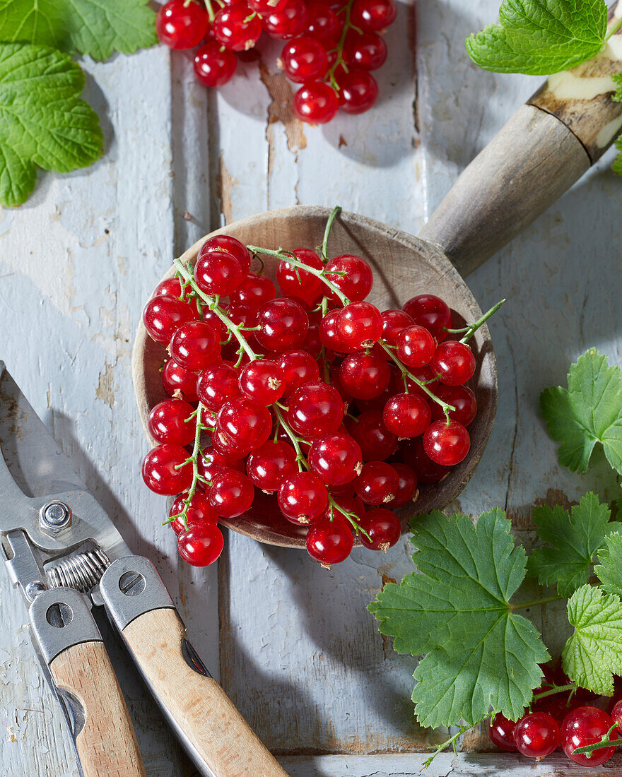 Redcurrants