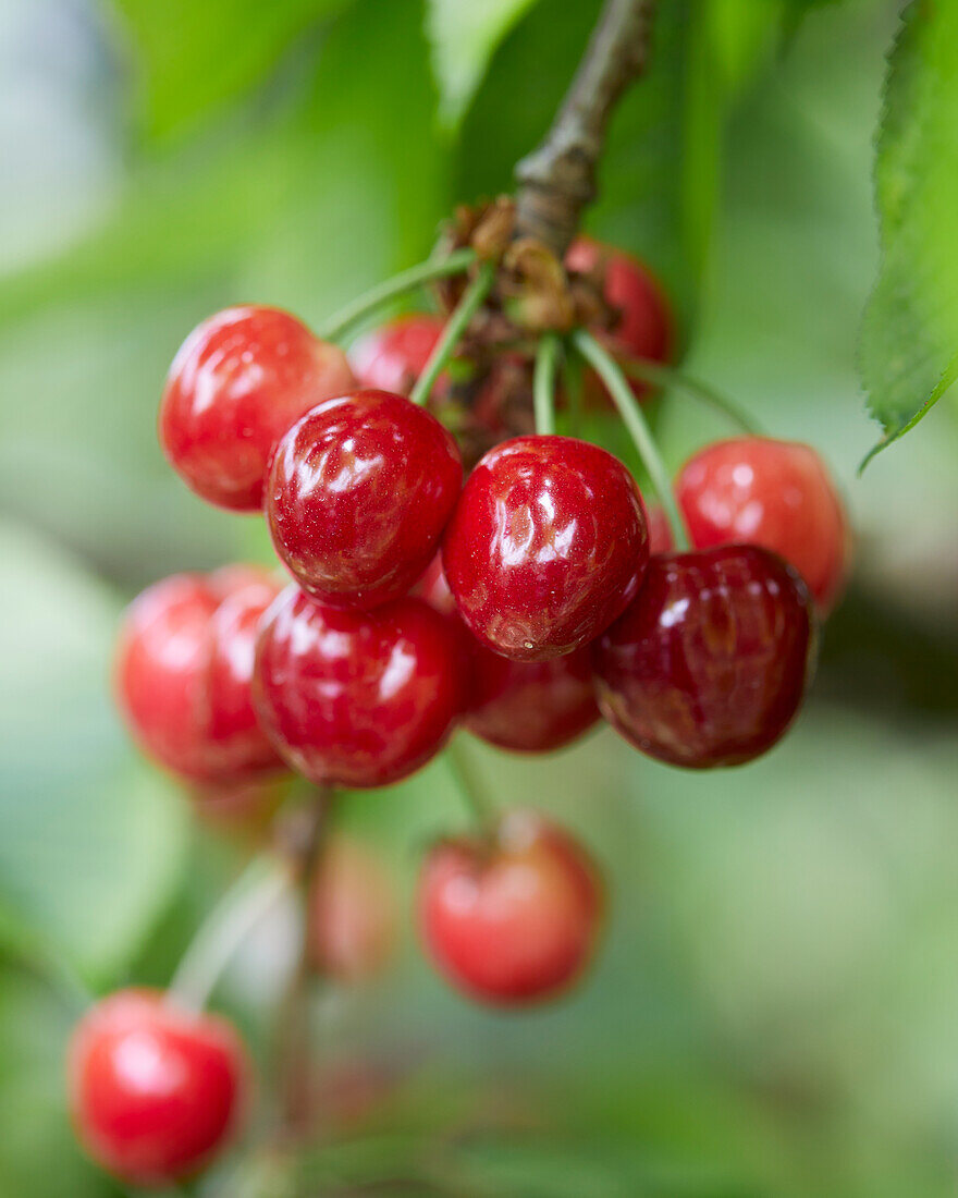 Sweet cherries on the branch