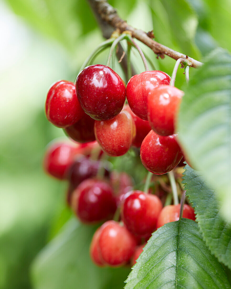 Sweet cherries on a branch