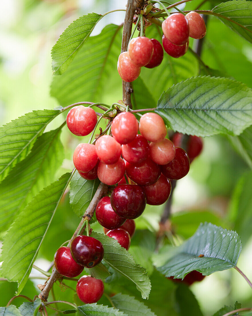 Sweet cherries on a branch