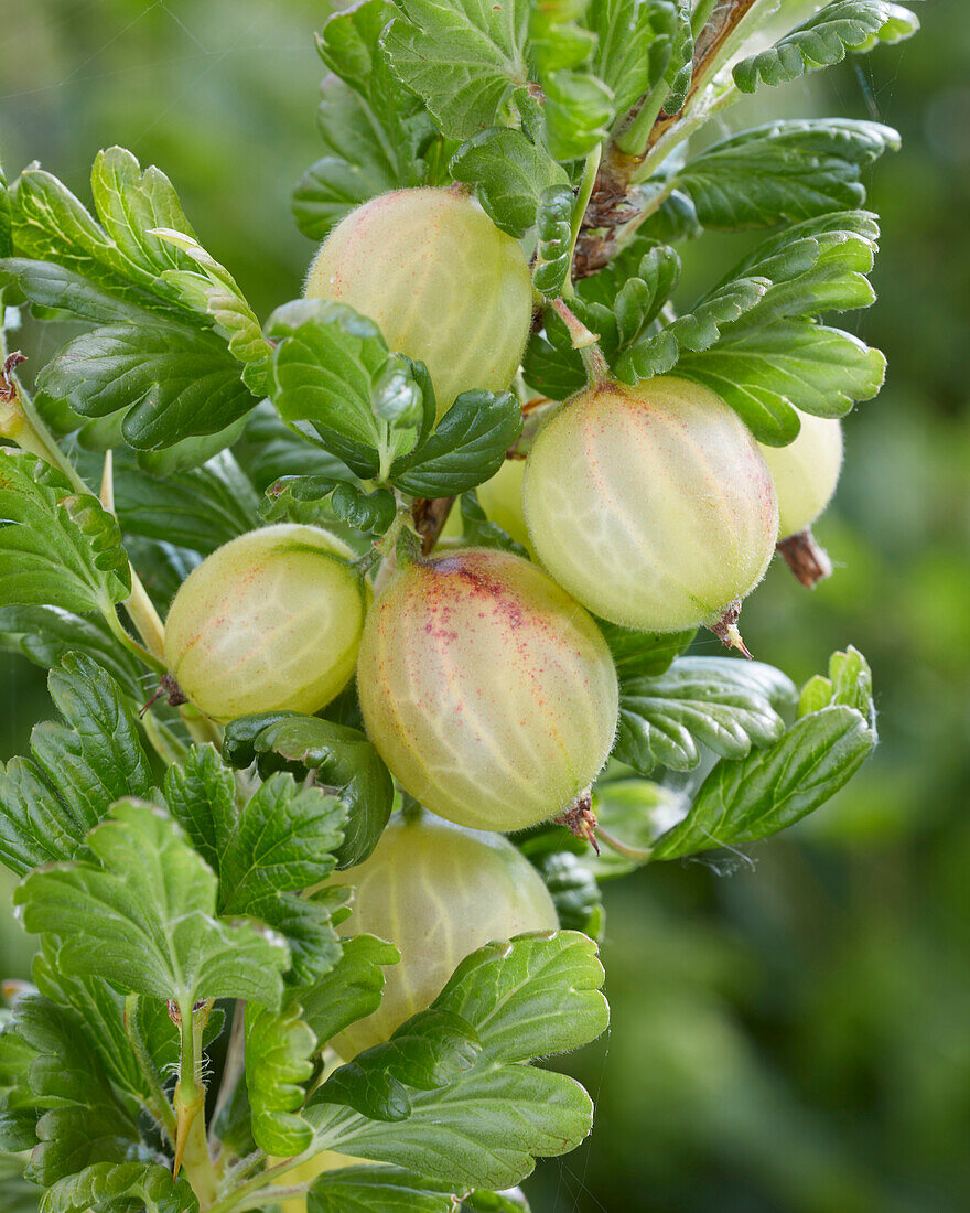 Stachelbeeren am Strauch