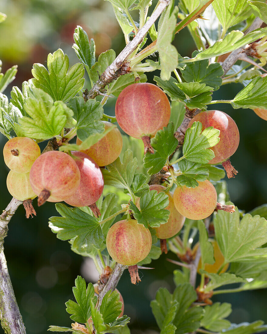 Stachelbeeren am Strauch