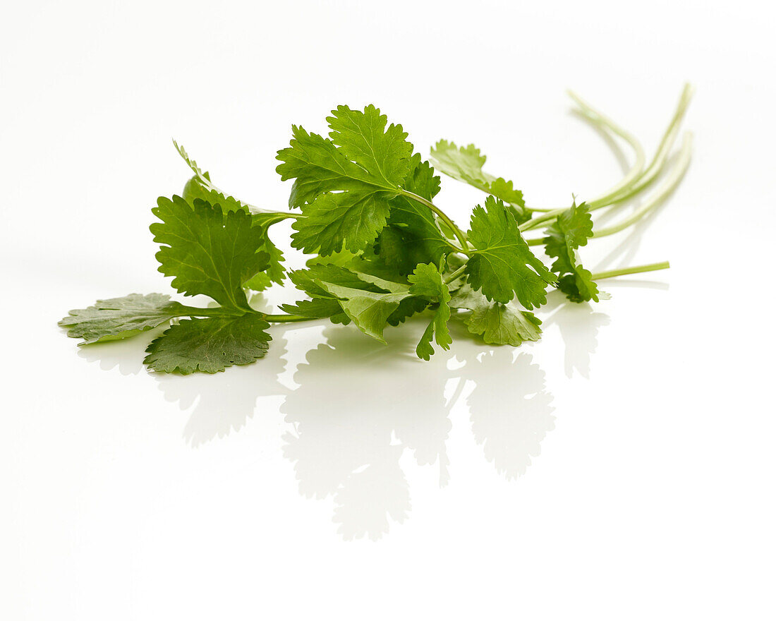 Coriander, Coriandrum sativum