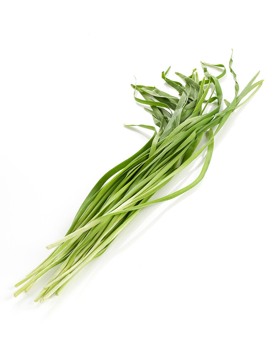 Garlic Chives (Allium tuberosum)