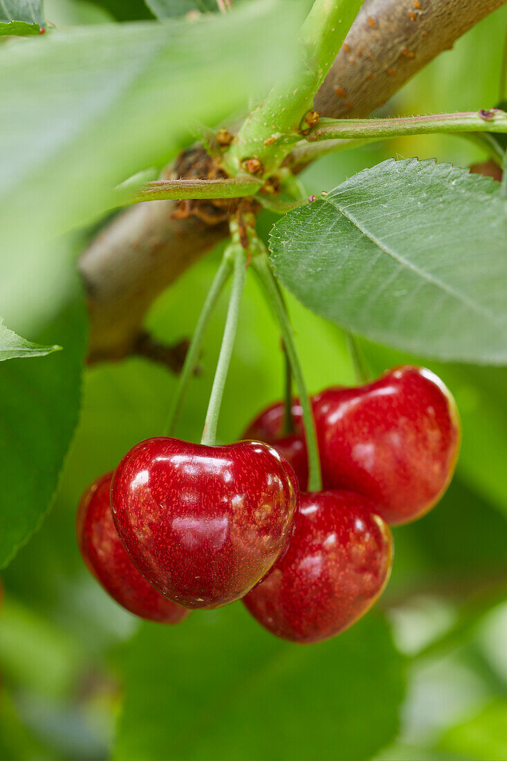 Prunus avium