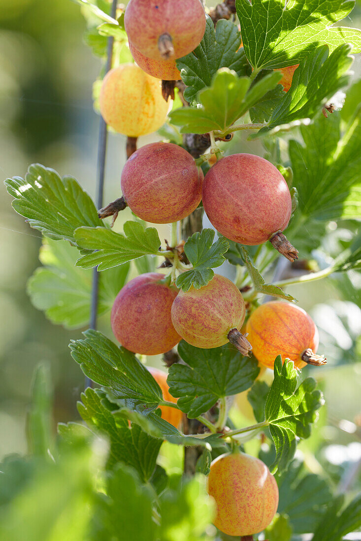 Ribes uva crispa