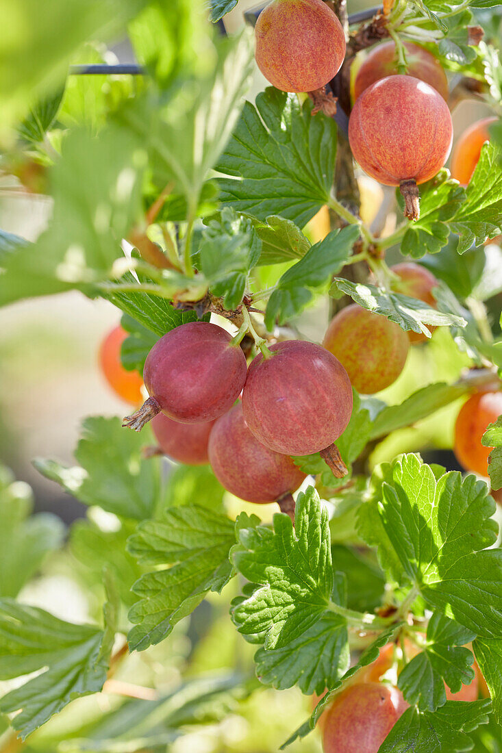 Ribes uva crispa