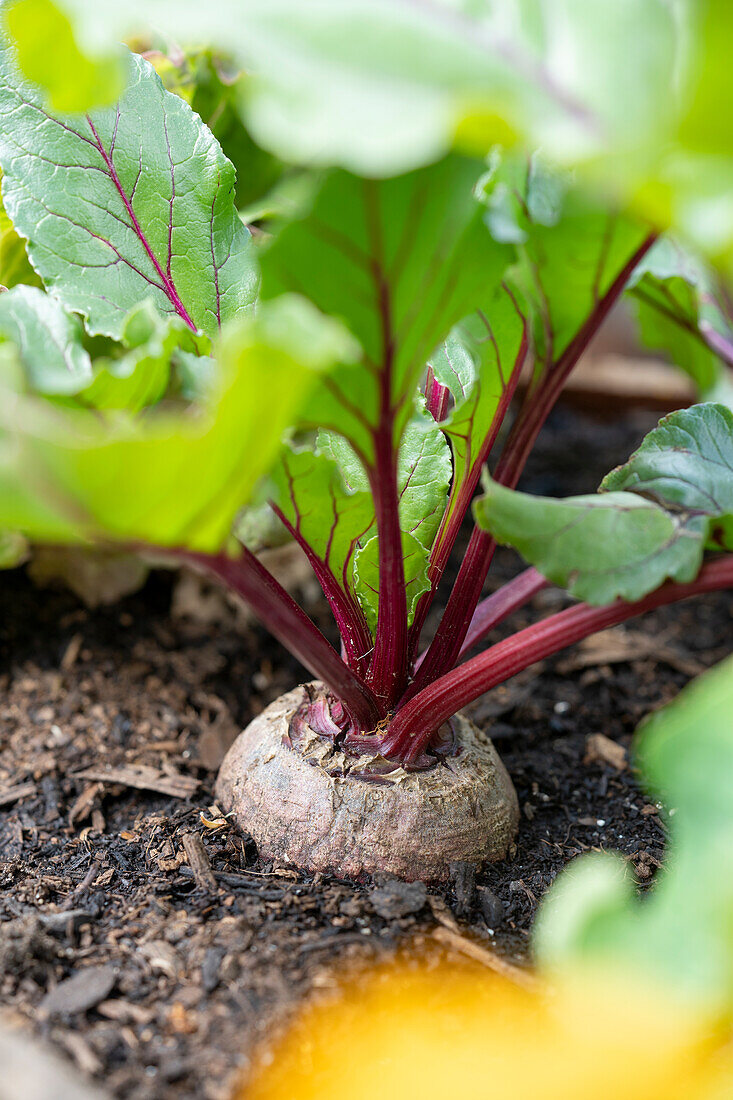 Beta vulgaris