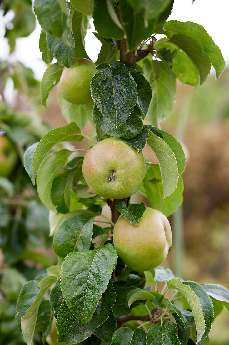 Malus domestica Arthur Turner