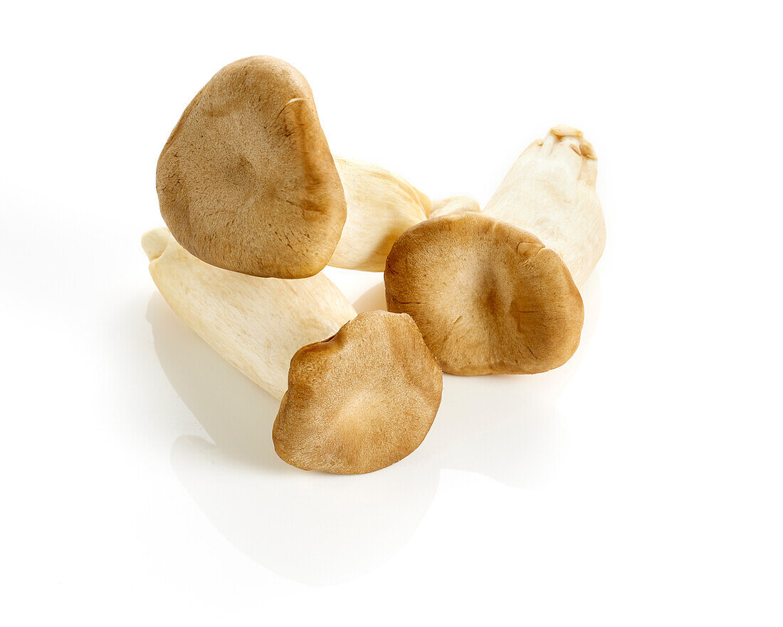 King oyster mushroom, Pleurotus eryngii 