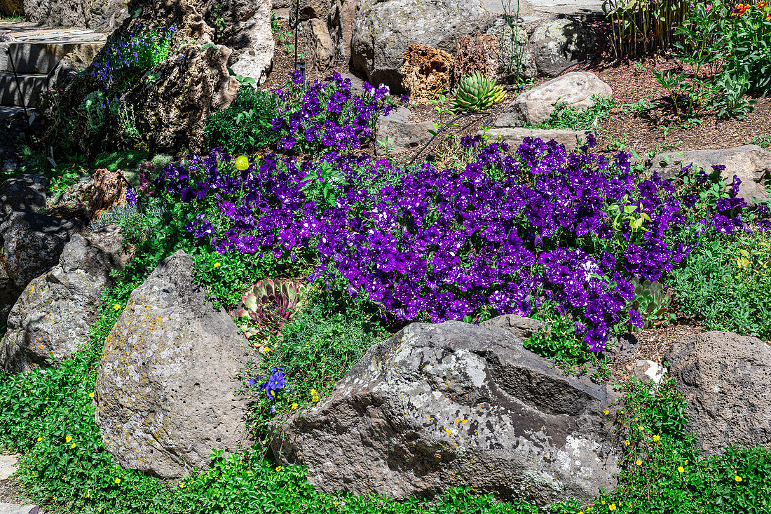 Lila Petunien im Steingarten des Yampa River Botanical Gardens