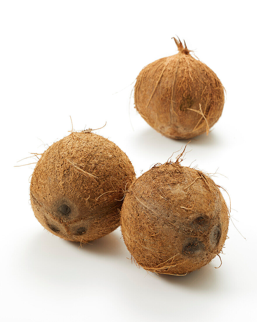 Kokosnüsse (Cocos nucifera)