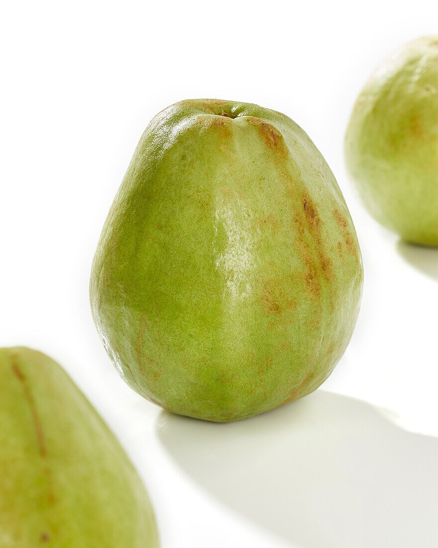 Guava, Psidium guajava