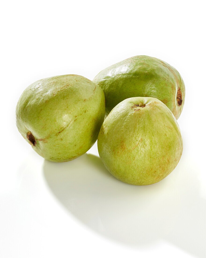 Guave (Psidium guajava)