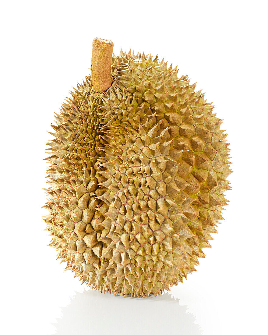 Durian Mon Thong (Durio zibethinus)