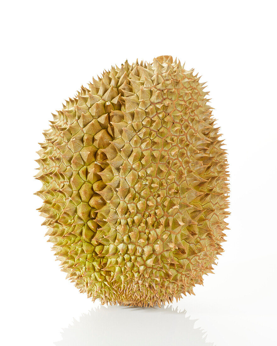 Durian Mon Thong (Durio zibethinus)