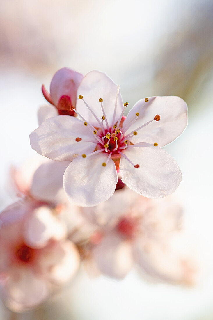 Blüte von der Zierpflaume