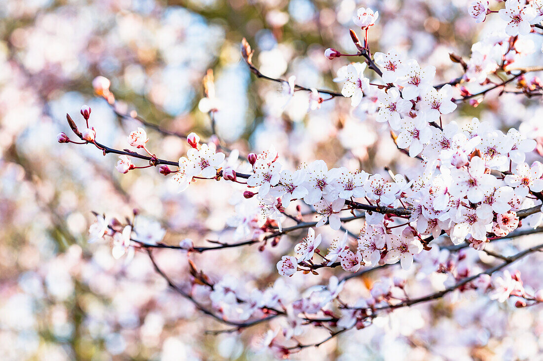 Blüte von der Zierpflaume