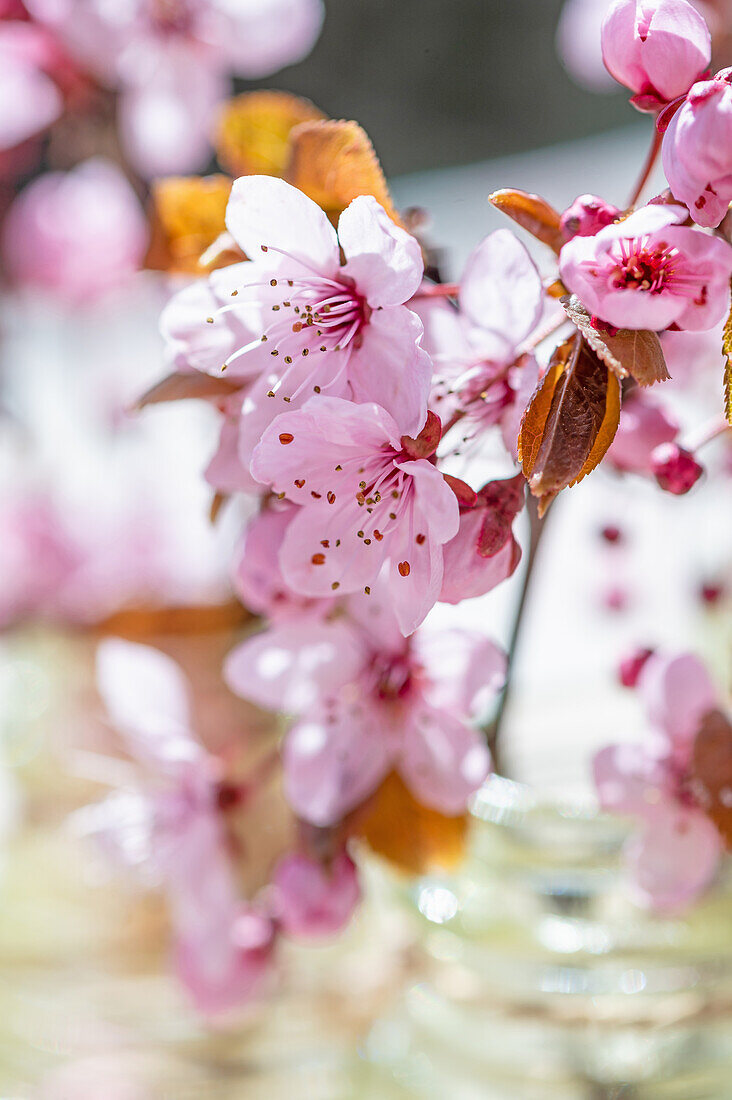 Blossom of the ornamental plum