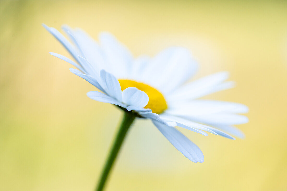 daisy blossom