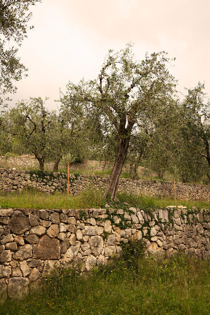 Olivenbäume (Venetien)