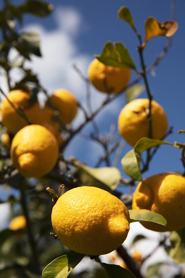 Lemon tree in Campania