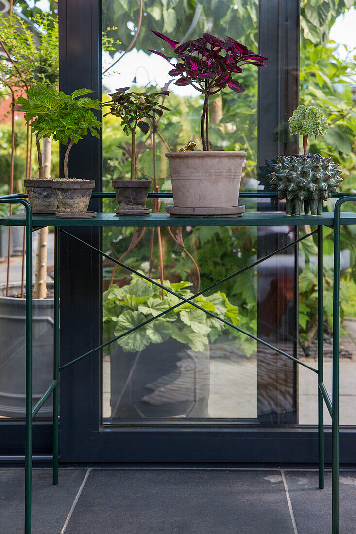 Houseplants on a metal plant shelf in front of glass windows