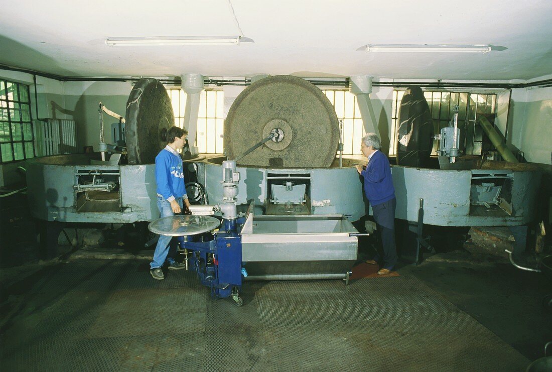 Modern pressing mills in Laura Marvaldi olive factory (Italy)