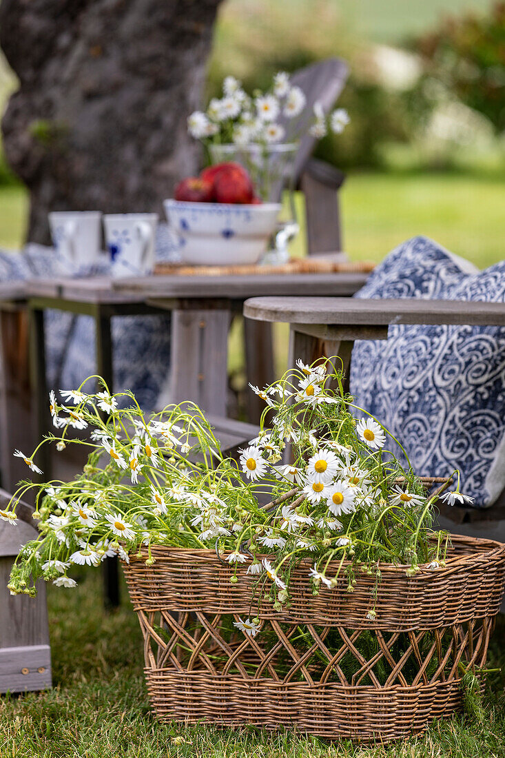 Garden furniture with cushions and basket full of daisies (Bellis) in front of a laid table