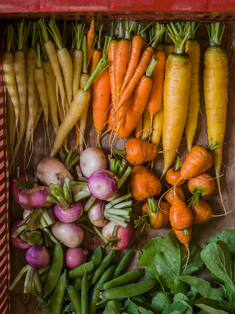 Freshly harvested garden vegetables