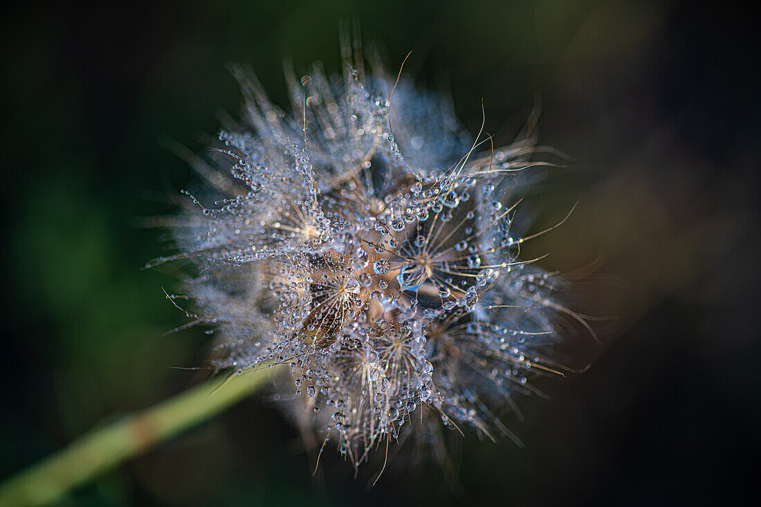 Verblühter Löwenzahn (Taraxacum) mit Morgentau, Pusteblume, close-up