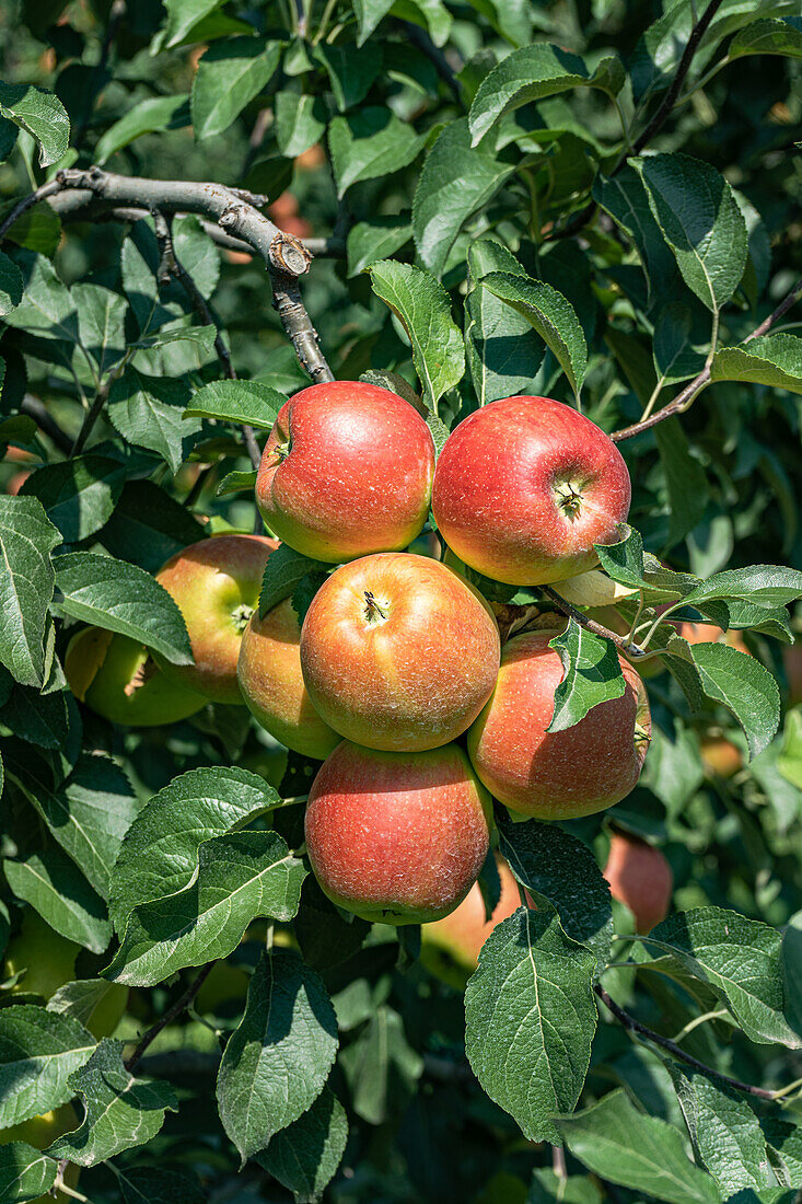 Ripe apples on the tree