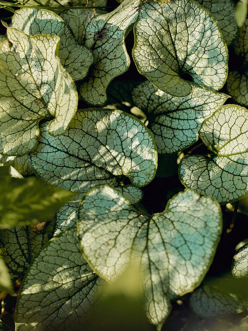 Great forget-me-not (Brunnera macrophylla)