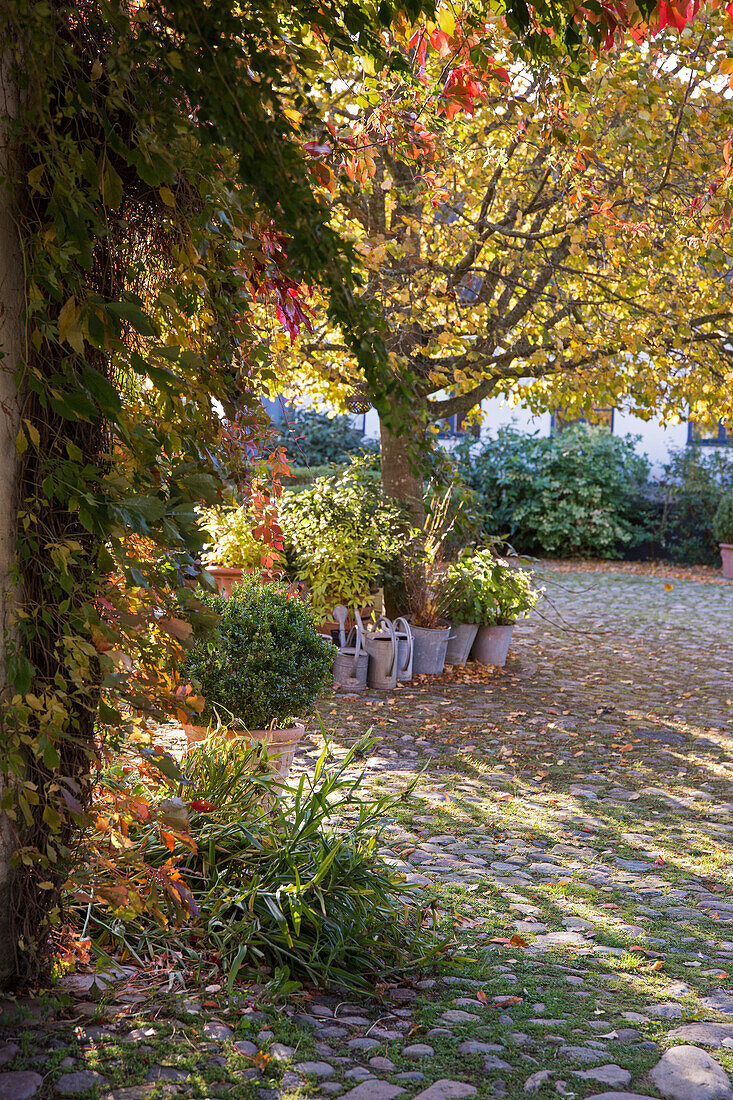 Autumnal garden path with stones and plants