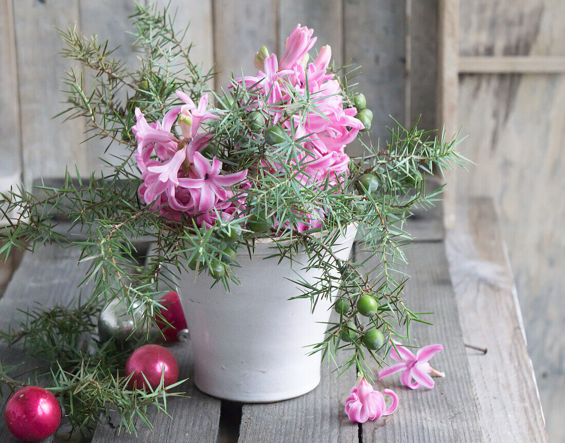 Hyacinth (Hyacinthus) with branches in a pot with Christmas decorations