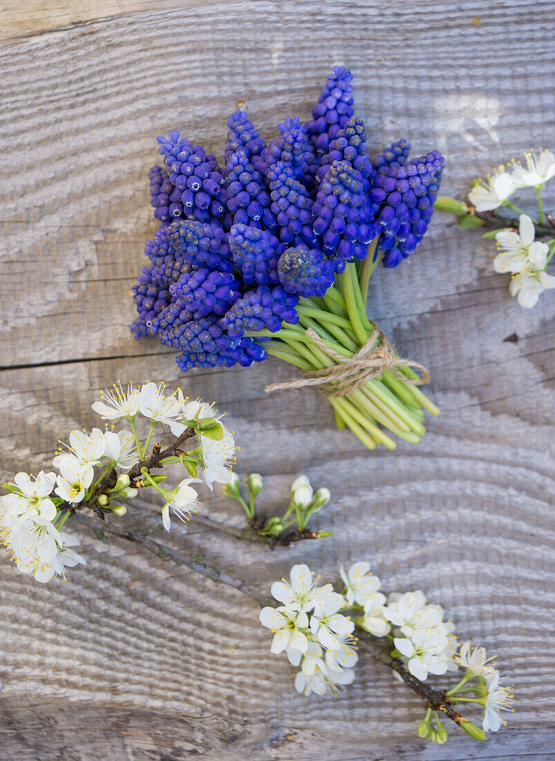 Strauss aus Traubenhyazinthen (Muscari) und Kirschblütenzweige auf Holzuntergrund