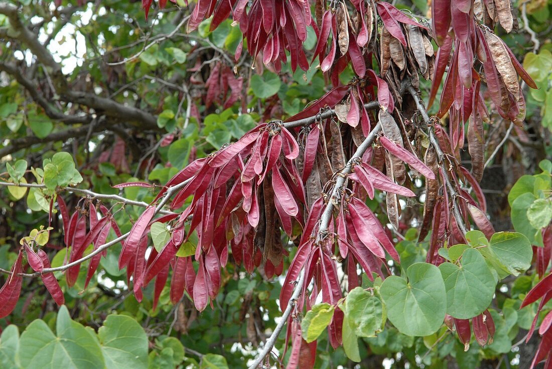 Gewöhnlicher Judasbaum (Cercis siliquastrum)