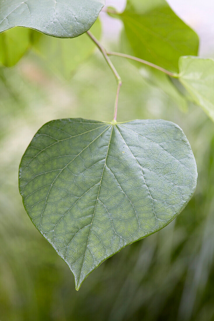 Cercis canadensis 'Vanilla Twist'