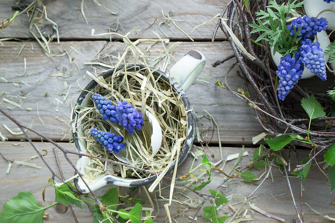 Mit Traubenhyazinthen (Muscari) gefüllte Eierschale und Heu im Emailletopf