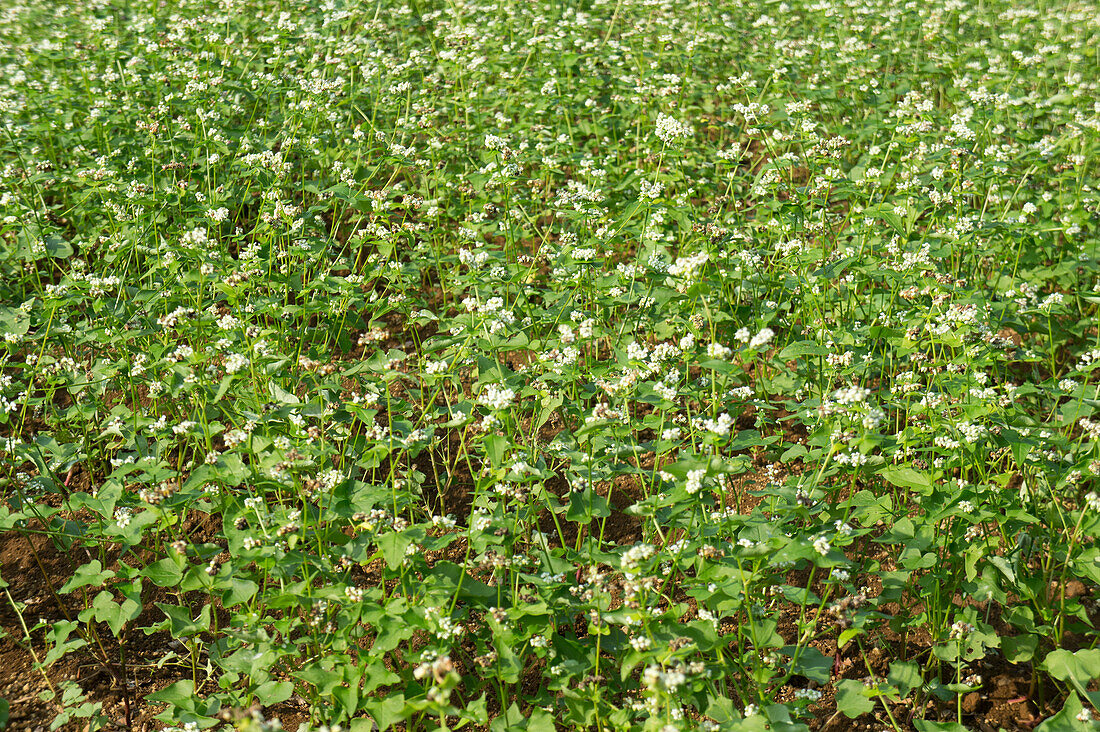 Flowering buckwheat field