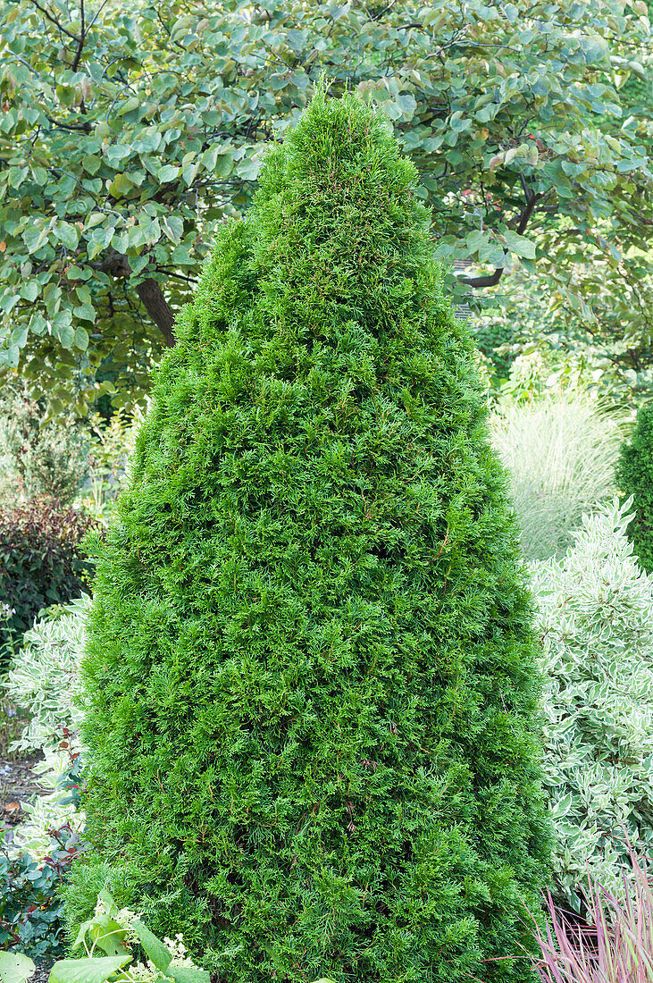 Lebensbaum (Thuja occidentalis) 'Smaragd'