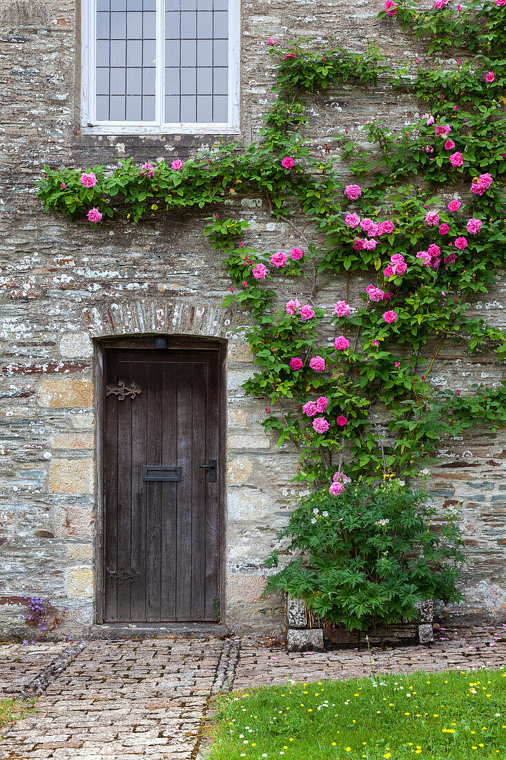 Kletterrosen (Rosa) an alter Steinwand mit Holztür