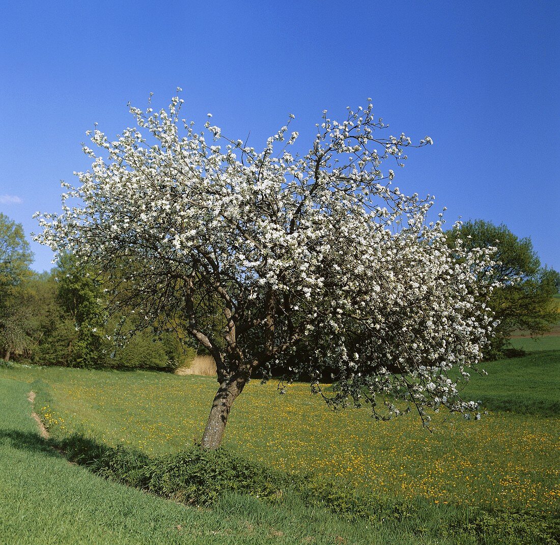 A Single Apple Tree