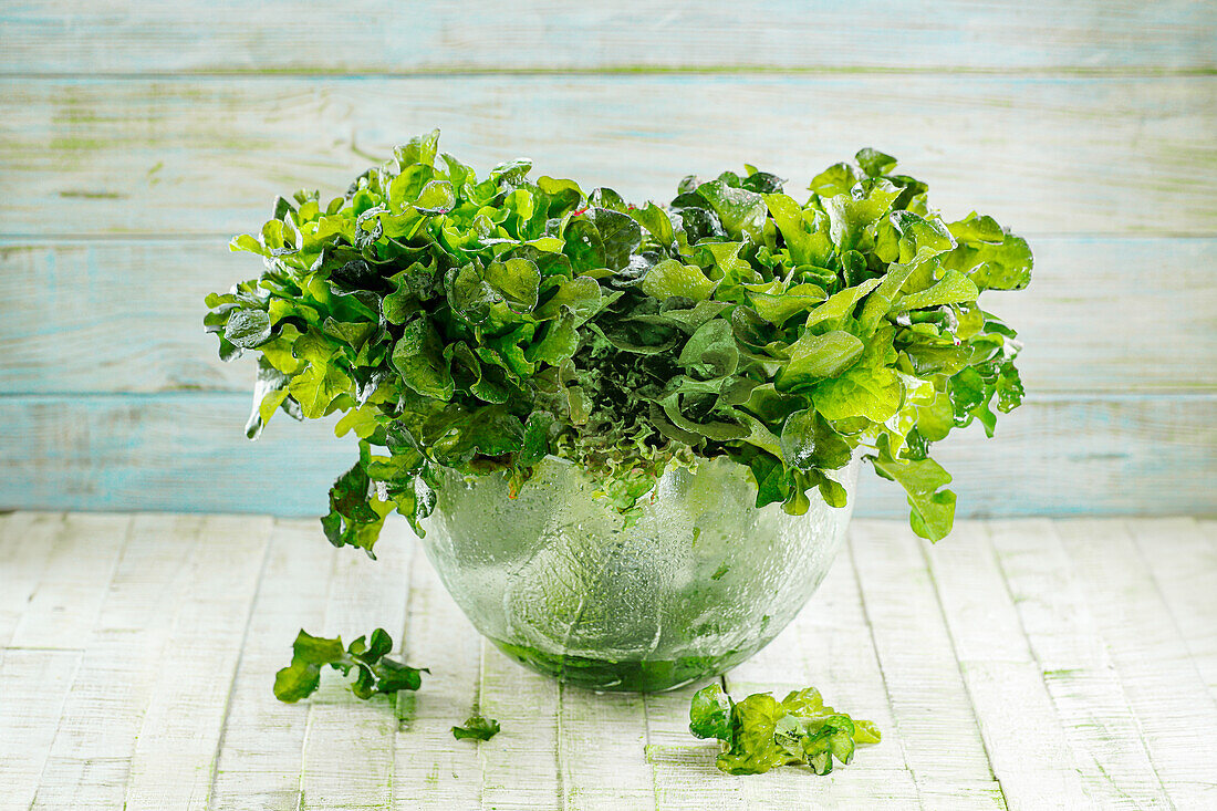 Fresh lettuce in a glass bowl