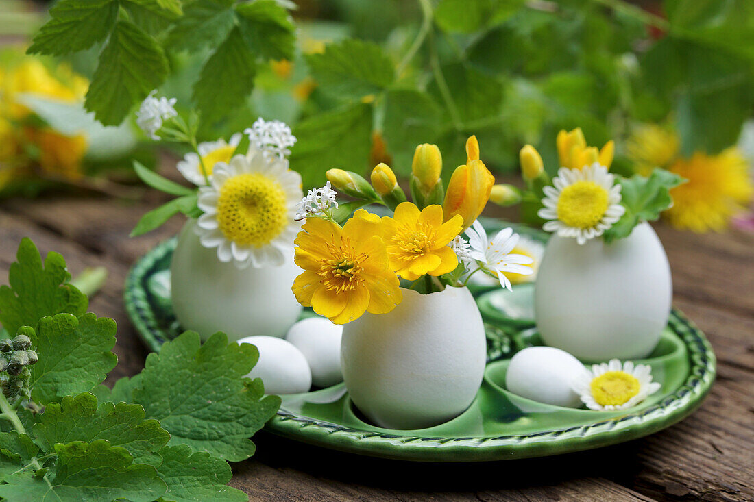 Eierschalen als Vase mit Frühlingsblüten, Sumpfdotterblumen (Caltha palustris), Chrysanthemenblüten (Chrysanthemum) und Waldmeisterblüte (Galium odoratum)