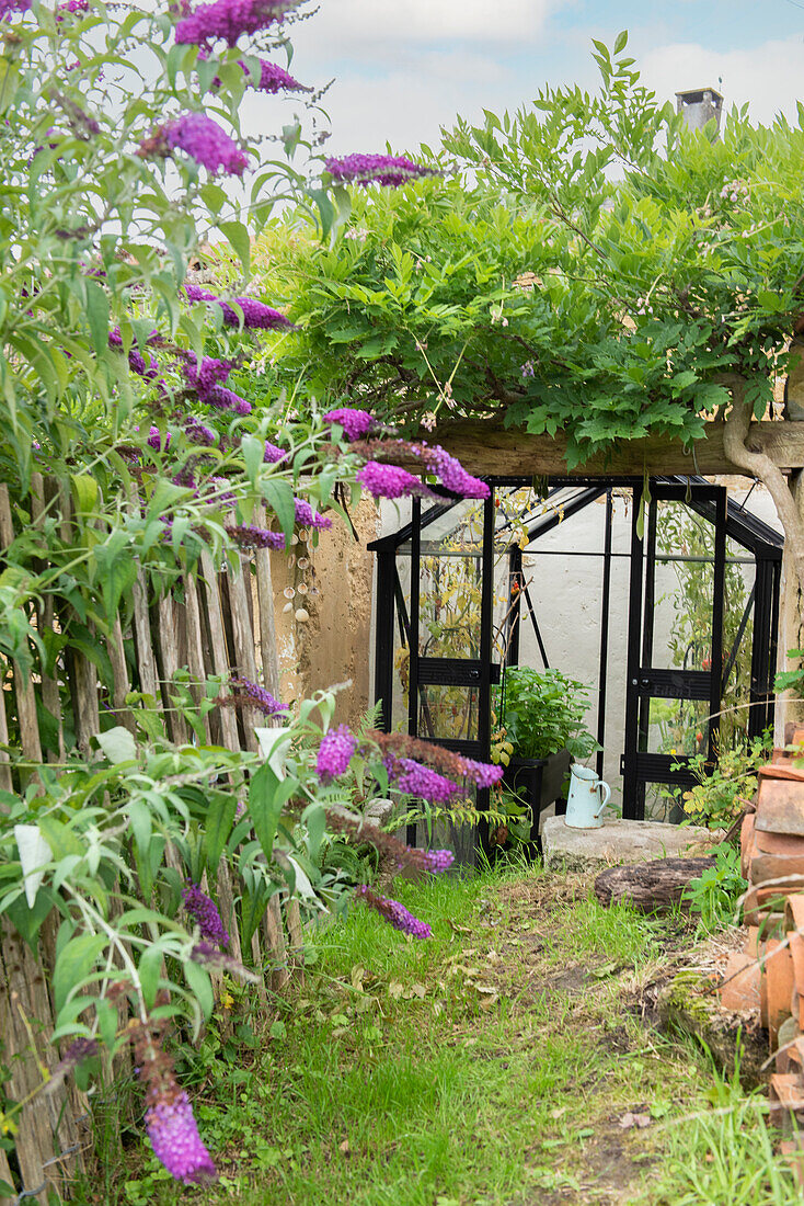 Laube mit blühenden Fliederbüschen (Syringa) im sommerlichen Garten