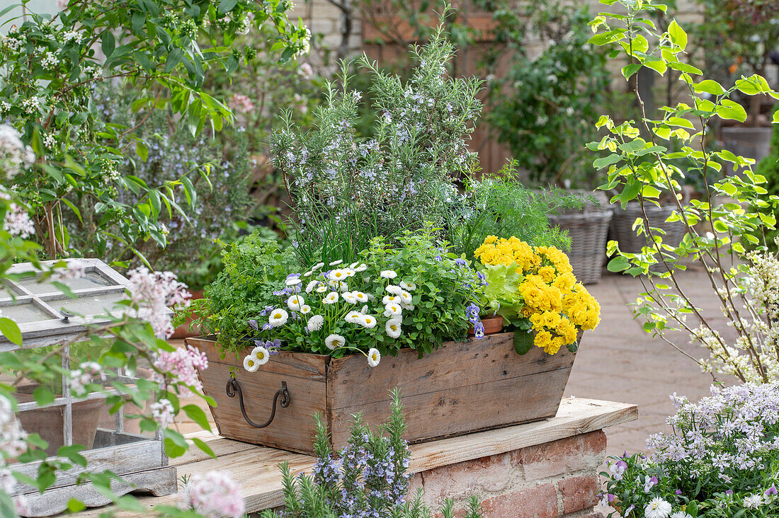 Blumenkasten mit Primel 'Sunny Yellow', Gänseblümchen und Kräutern auf der Terrasse