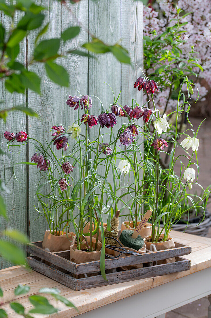 fritillaria