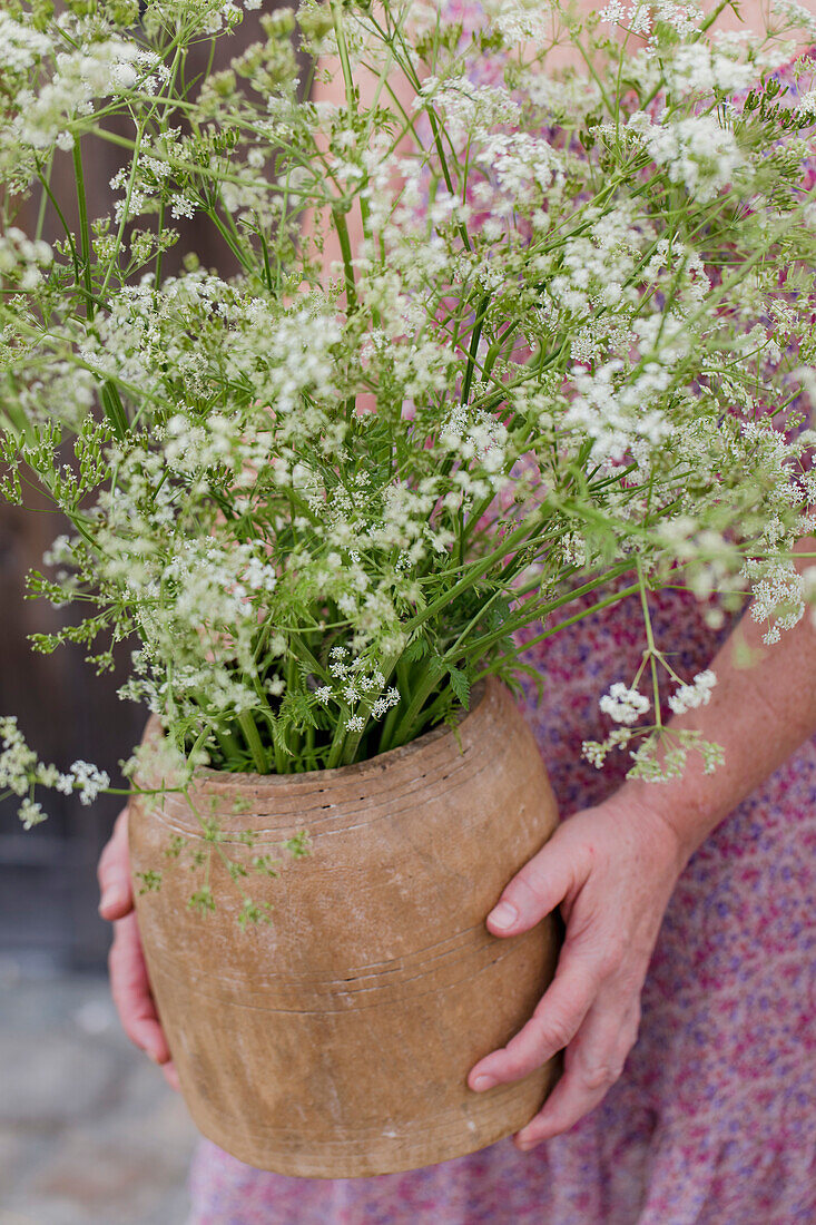 Person hält Tontopf mit Schleierkraut (Gypsophila)